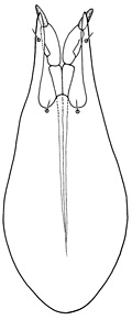 longiparameratus